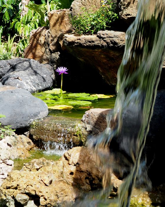 Pretty water lilty and a waterfall