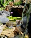 Pretty water lilty and a waterfall