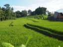 Rice paddies