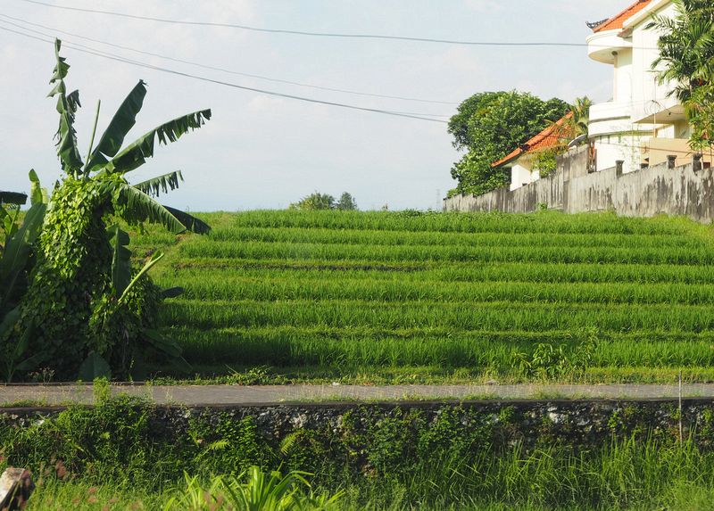 Rice terrace