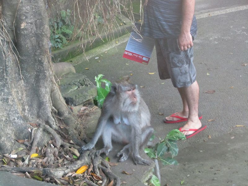 This crazy tourist stands right next to a wild monkey