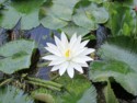 Water lily