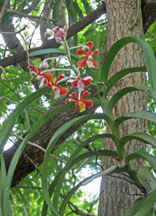 An orchid growing wild