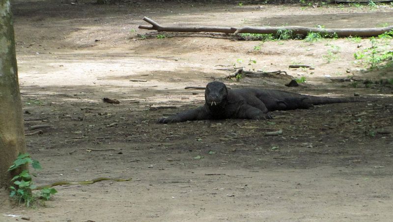 We sight our first Komodo dragon--and also a cobra