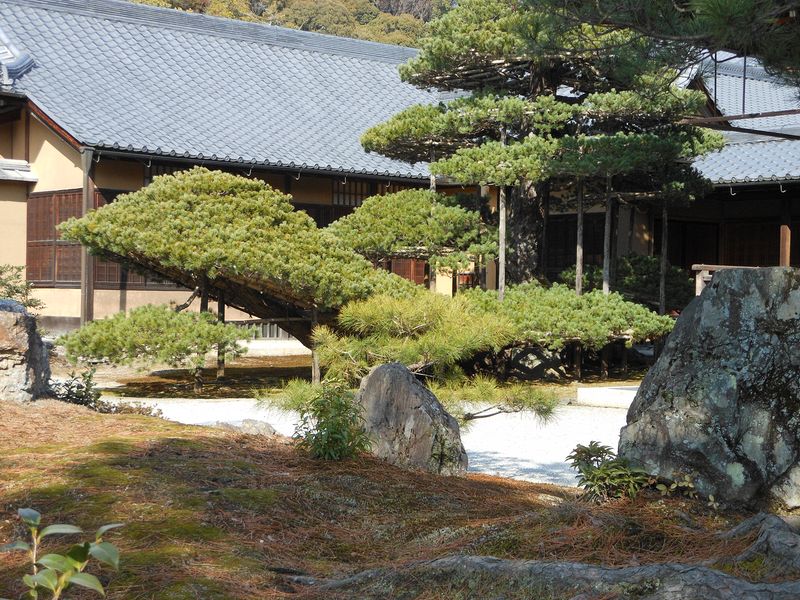 Pine tree held up with a rack