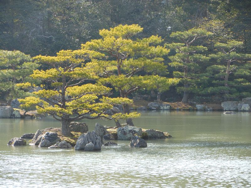 Pine trees on tiny islands