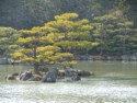 Pine trees on tiny islands