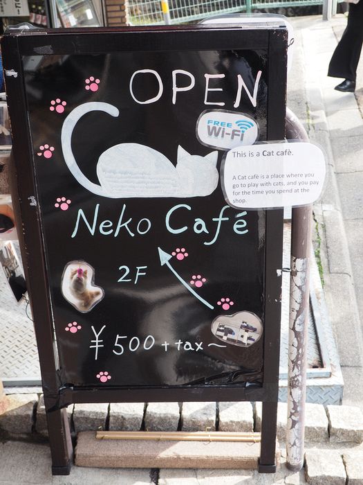 A cat cafe iwhere you pay for the time you play with cats