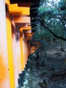 A view of the outside of the thousands of torii