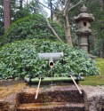 Bamboo spring spout