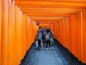 Hundreds of torii