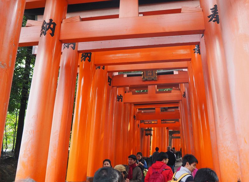 We start to see many red torii