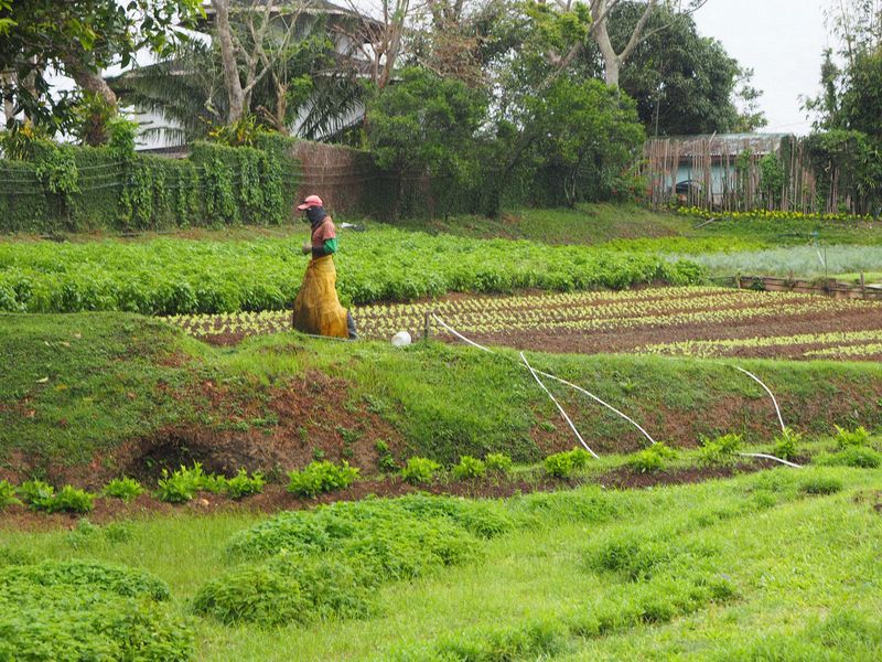 A worker tends the crops