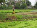 A worker tends the crops