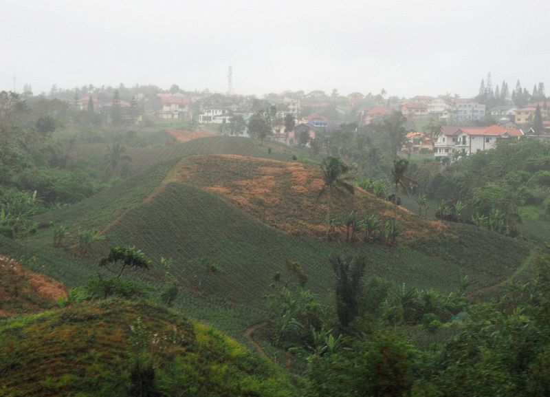 Crops growing on a hillside