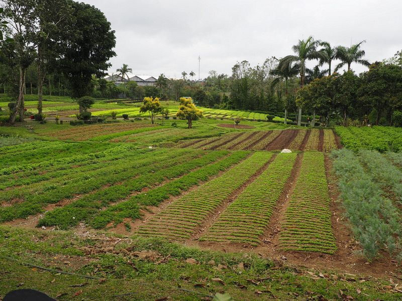 Cultivated rows