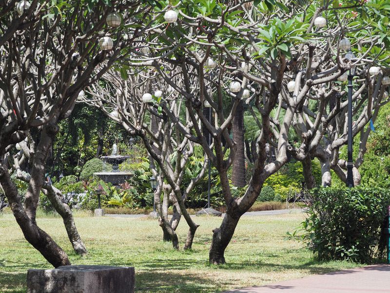 Trees with lanterns