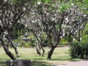 Trees with lanterns