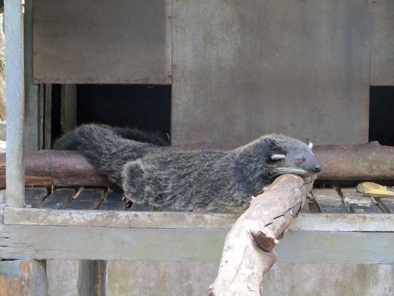 A binturong