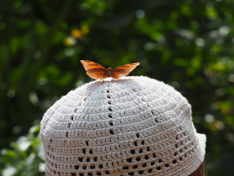 A butterfly on June's head at a butterfly garden