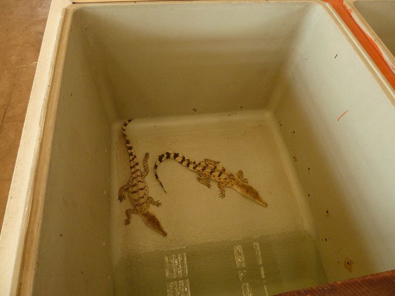 Baby crocodiles