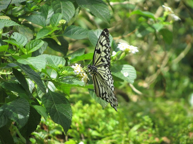 Butterfly on a flower