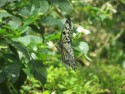 Butterfly on a flower