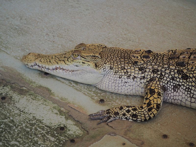 Close-up of a young crocodile