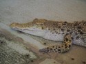 Close-up of a young crocodile