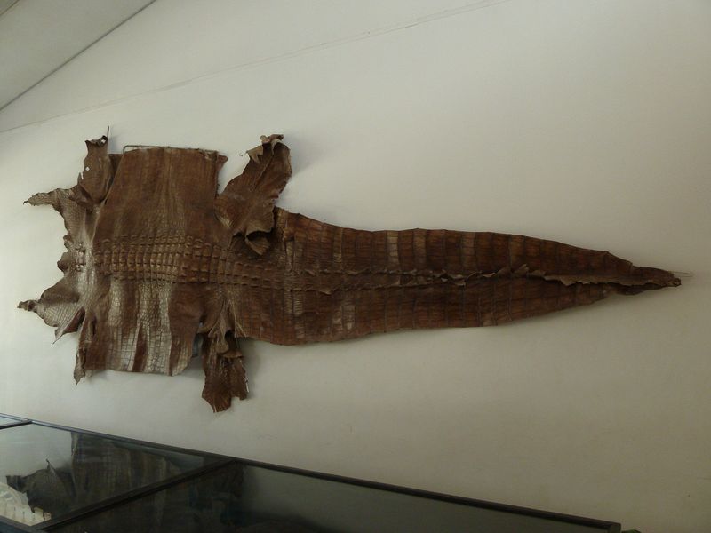 Crocodile skin hanging on the wall at a conservation center