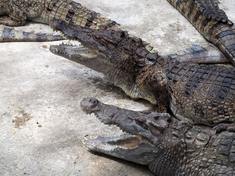 Crocodiles with their mouths open