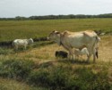 Penal Farm cattle