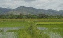 Penal Farm rice paddies