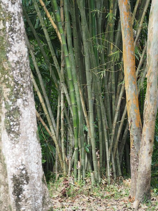 Bamboo growing wild