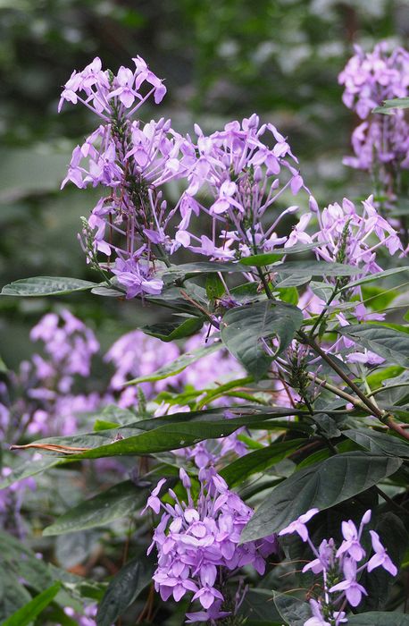 Pretty flowers