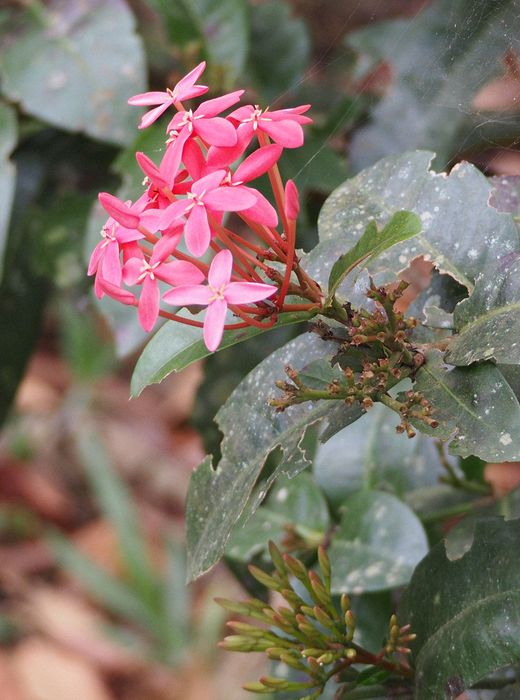 Pretty pink flowers