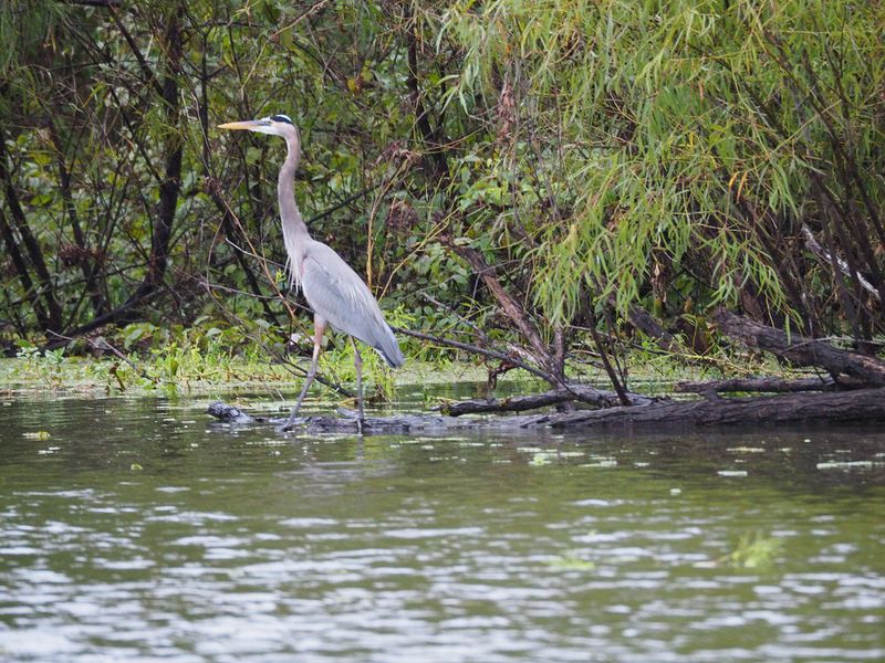 A blue heron