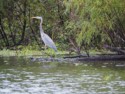 A blue heron