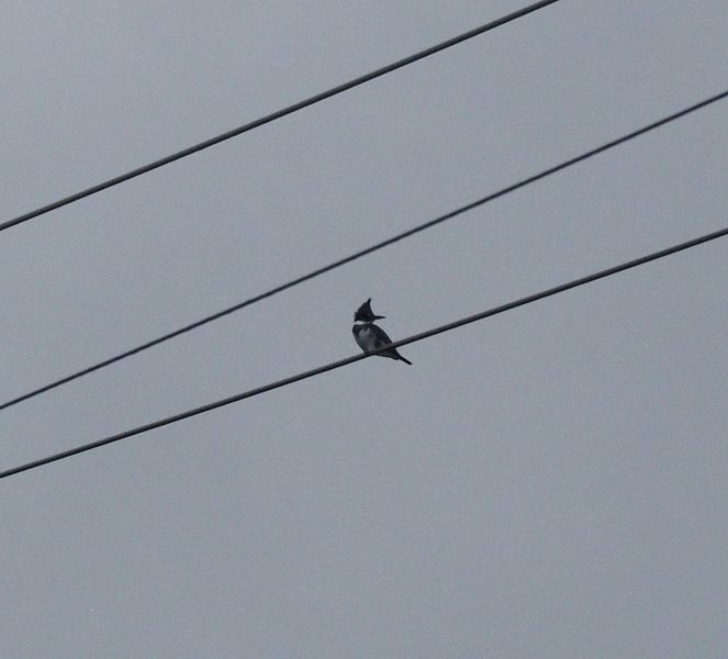 A kingfisher sits on a power line