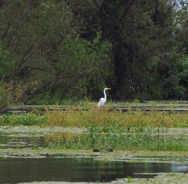 A snowy egret hunting for food