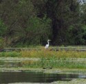 A snowy egret hunting for food