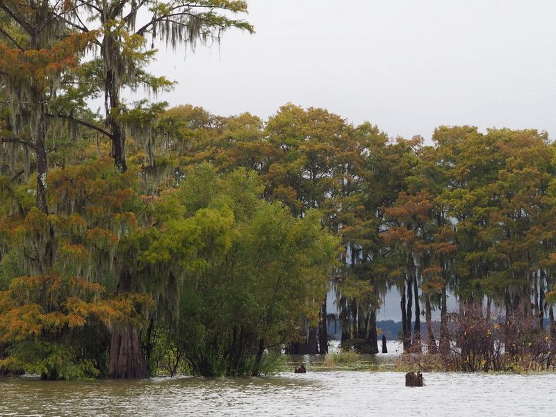 Another grove of bald cypress