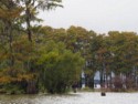 Another grove of bald cypress