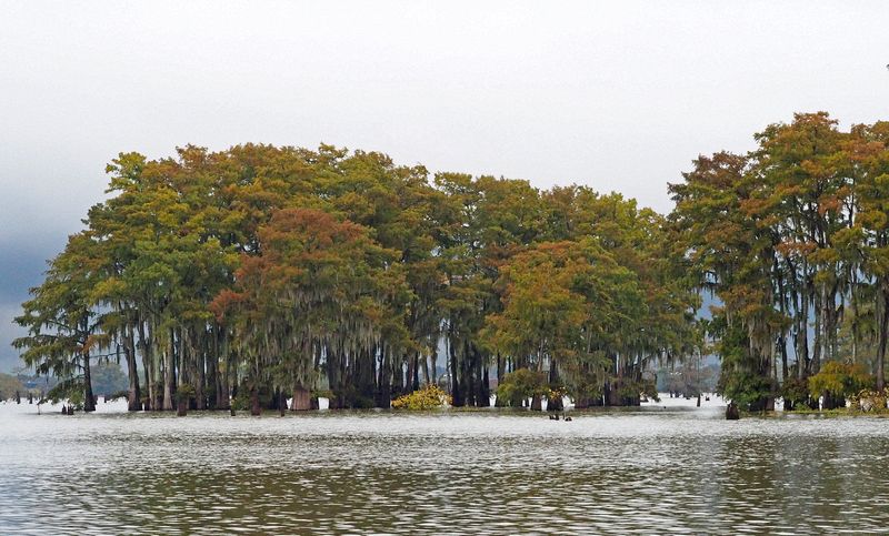 Bald cypress trees grow right in the water