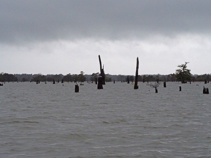 Cypress stumps due to logging