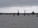 Cypress stumps due to logging