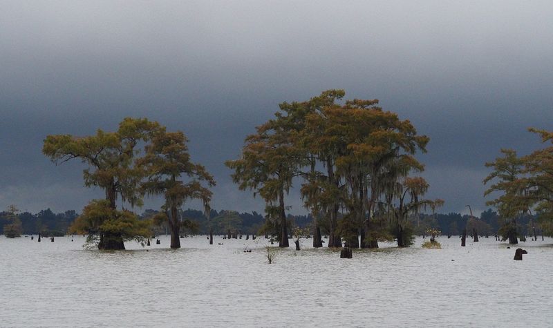 Cypress trees and dark clouds