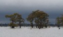 Cypress trees and dark clouds