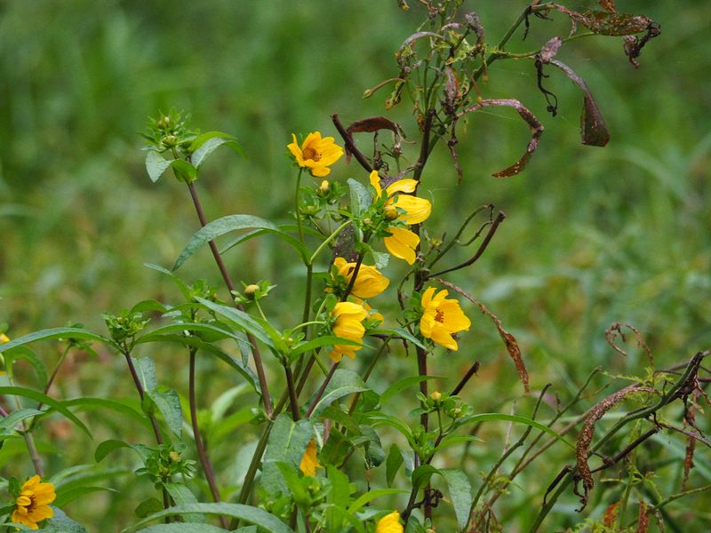 Lots of these pretty yellow flowers