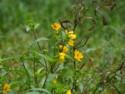 Lots of these pretty yellow flowers